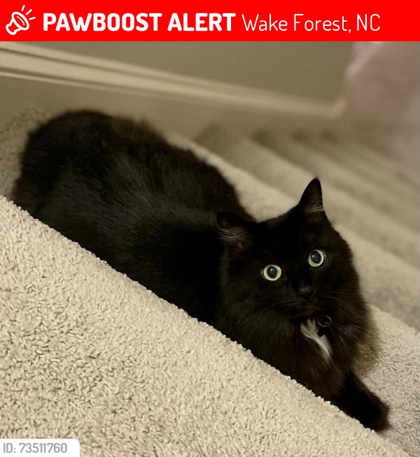 Lost Female Cat last seen Roosevelt Ave, Wake Forest, NC 27587