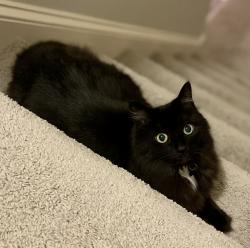 Lost Female Cat last seen Roosevelt Ave, Wake Forest, NC 27587
