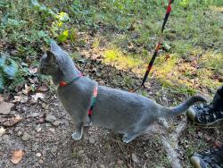 Lost Male Cat last seen Lilburn Stone Mountain road and Silver Hill Rd, towards Stone Mountain, Stone Mountain, GA 30087