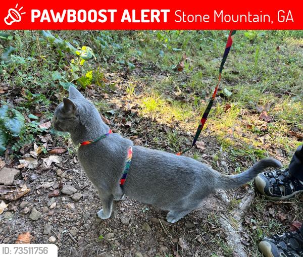 Lost Male Cat last seen Lilburn Stone Mountain road and Silver Hill Rd, towards Stone Mountain, Stone Mountain, GA 30087