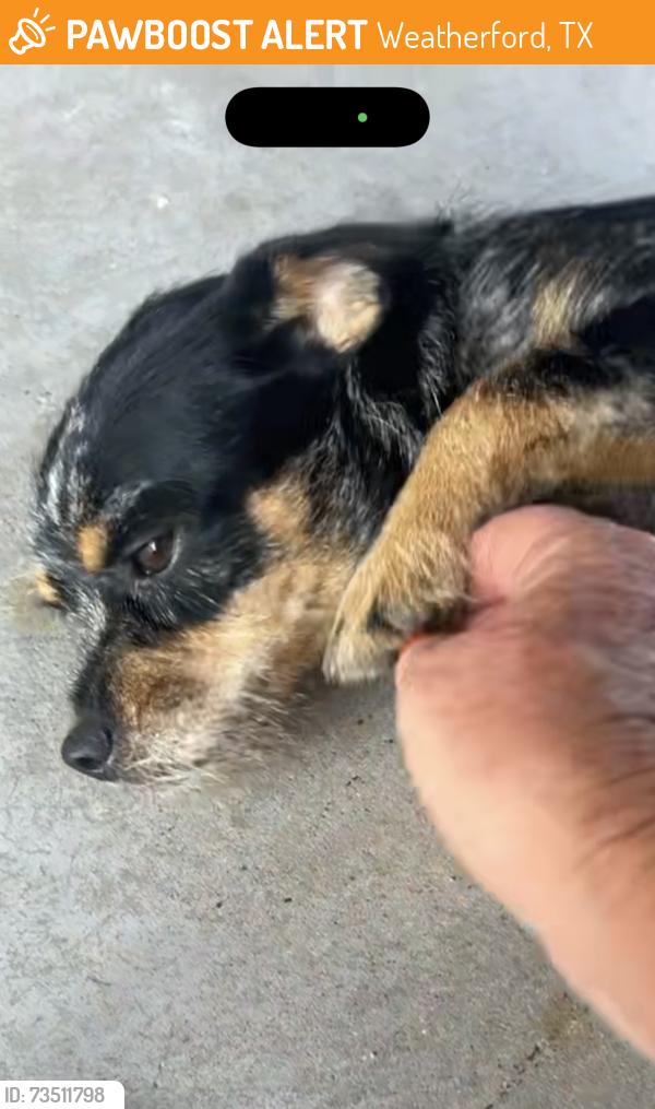 Found/Stray Unknown Dog last seen Cliff View Court in Lake Hills ests in Hudson Oaks, Weatherford, TX 76087