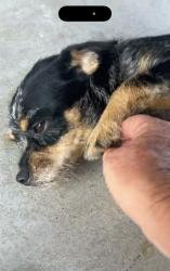Found/Stray Unknown Dog last seen Cliff View Court in Lake Hills ests in Hudson Oaks, Weatherford, TX 76087