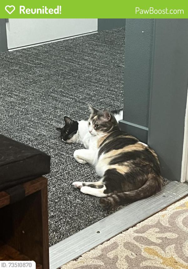 Reunited Female Cat last seen Brigg and Rockdell, La Crescenta-Montrose, CA 91214
