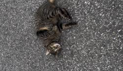 Found/Stray Female Cat last seen Virginia eye institue/ Walmart parking lot, Richmond, VA 23230