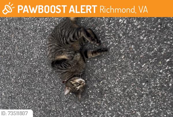 Found/Stray Female Cat last seen Virginia eye institue/ Walmart parking lot, Richmond, VA 23230