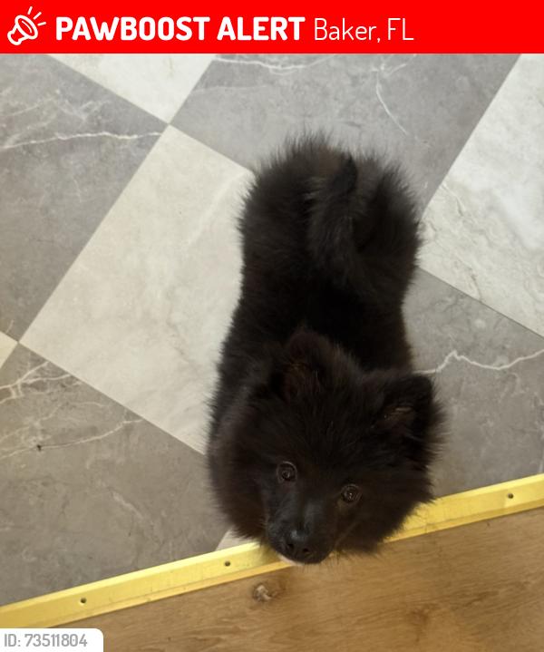 Lost Male Dog last seen Near Hwy 4, Baker, FL 32531