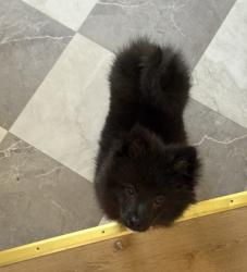 Lost Male Dog last seen Near Hwy 4, Baker, FL 32531
