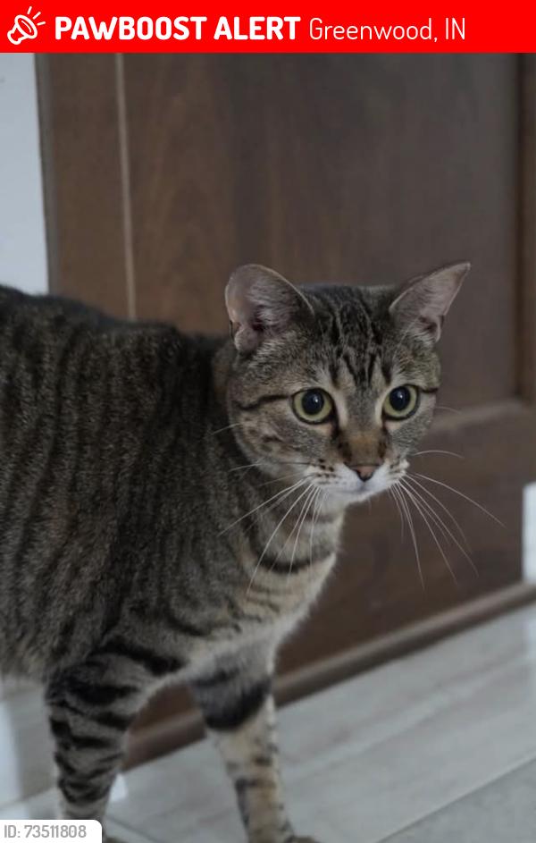 Lost Female Cat last seen Shrek Rd and Stop 18, Greenwood, IN 46143