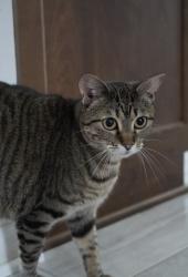 Lost Female Cat last seen Shrek Rd and Stop 18, Greenwood, IN 46143