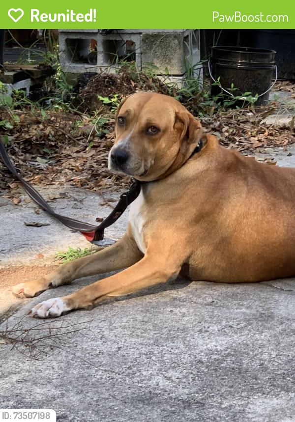Reunited Female Dog last seen Clark Road, Orlando, FL 32818