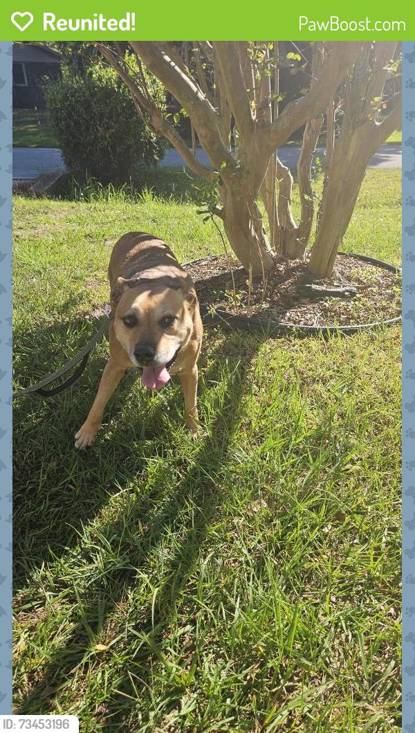 Reunited Male Dog last seen Southgate rd holins rd, Wilmington, NC 28412