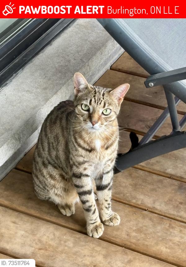Lost Male Cat last seen Lakeshore Road and Burloak, Burlington, ON L7L 1E1