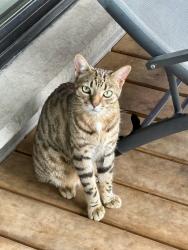 Lost Male Cat last seen Lakeshore Road and Burloak, Burlington, ON L7L 1E1