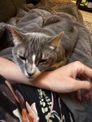 Reunited Female Cat last seen Near Barnsley Dr, Plano, TX 75093