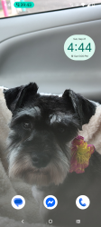 Lost Female Dog last seen Tyra Lane Fort Worth TX, Fort Worth, TX 76114