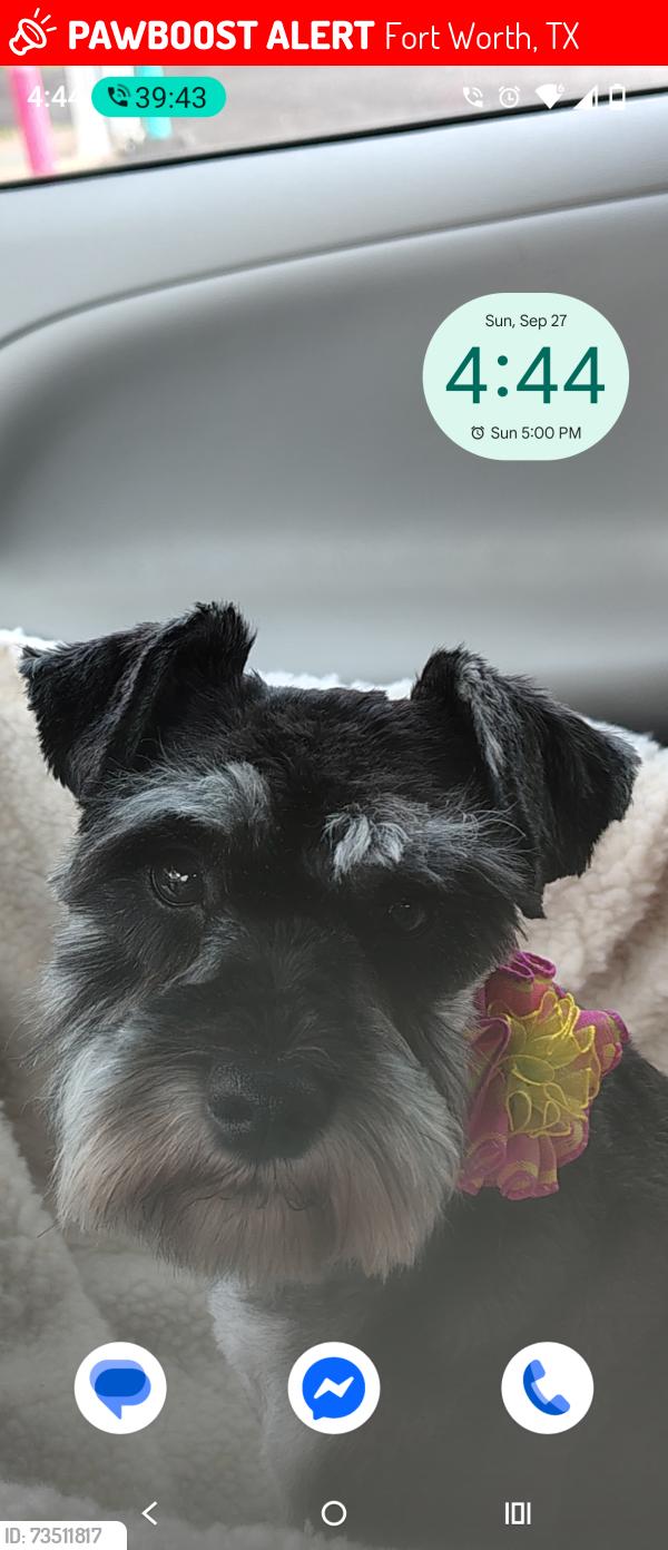 Lost Female Dog last seen Tyra Lane Fort Worth TX, Fort Worth, TX 76114