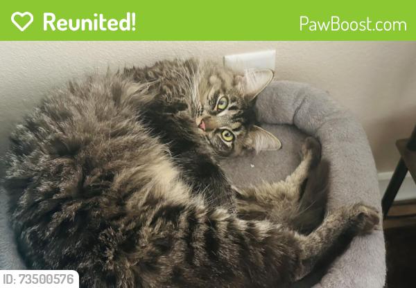Reunited Female Cat last seen Commons at Creekside Apts, Hillsboro, OR 97124