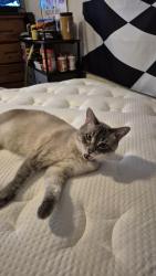 Lost Male Cat last seen Near Paradise Drive, Mt. Juliet, TN 37122