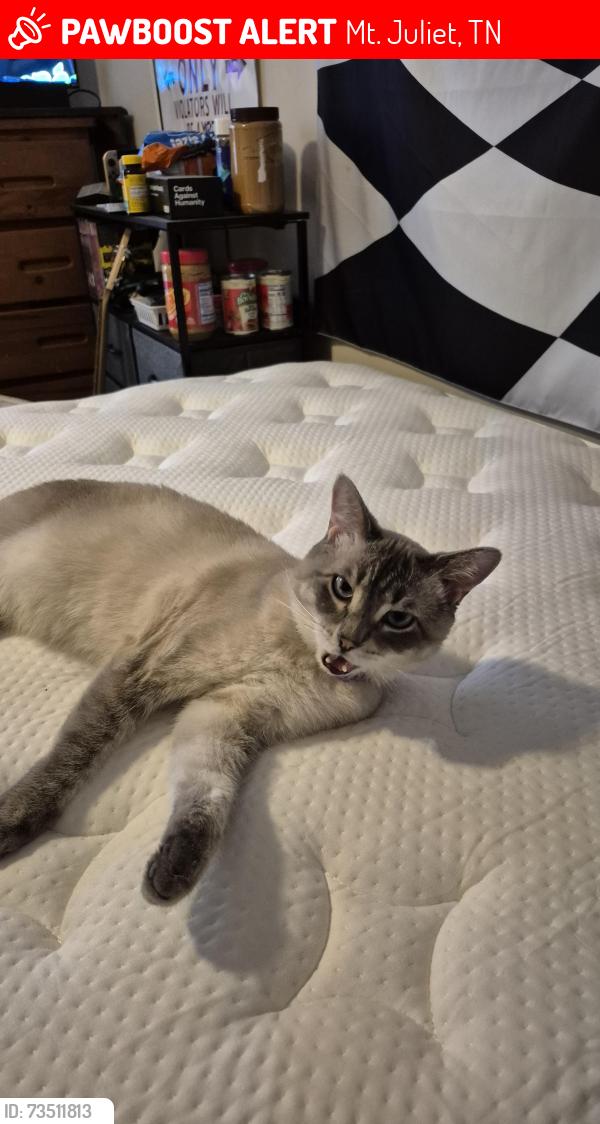 Lost Male Cat last seen Near Paradise Drive, Mt. Juliet, TN 37122