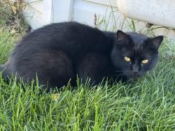 Found/Stray Unknown Cat last seen Near Twin oaks elementary school, Laval, QC 