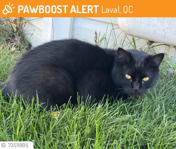 Found/Stray Unknown Cat last seen Near Twin oaks elementary school, Laval, QC 
