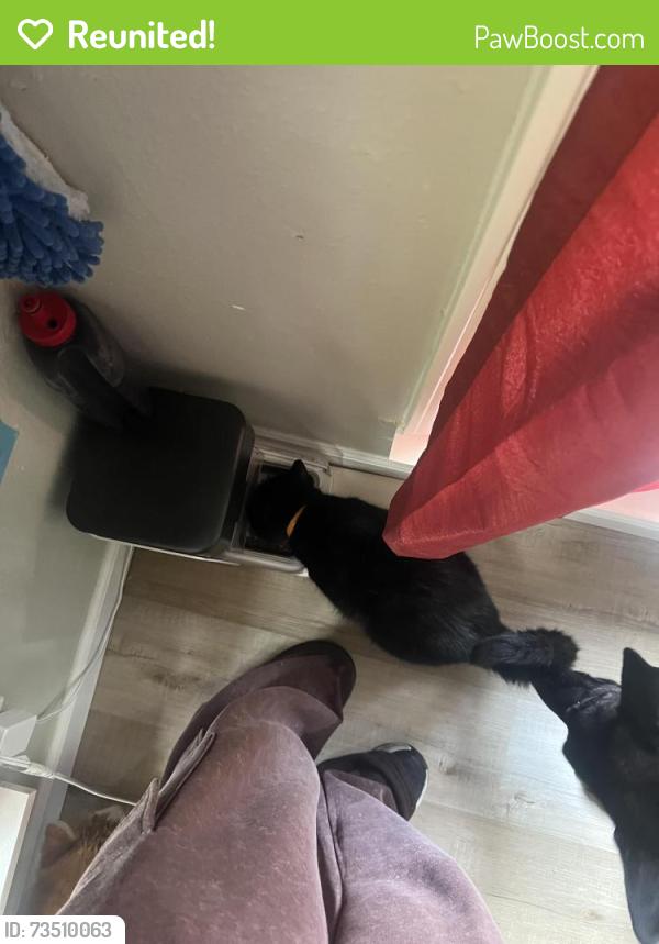 Reunited Male Cat last seen Sunshine, Glenstone, Springfield, MO 65804