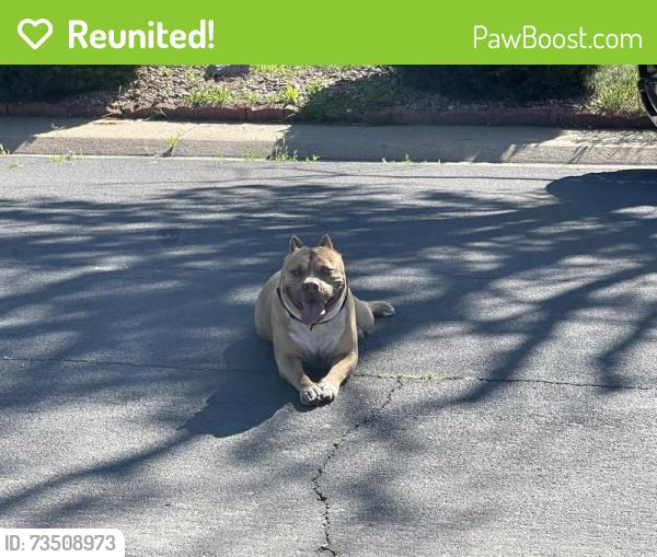 Reunited Male Dog last seen Near & Owsego, Aurora, CO 80010