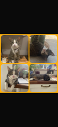 Lost Female Cat last seen Glebe Road, Farnborough, Hampshire, England GU14 8QS