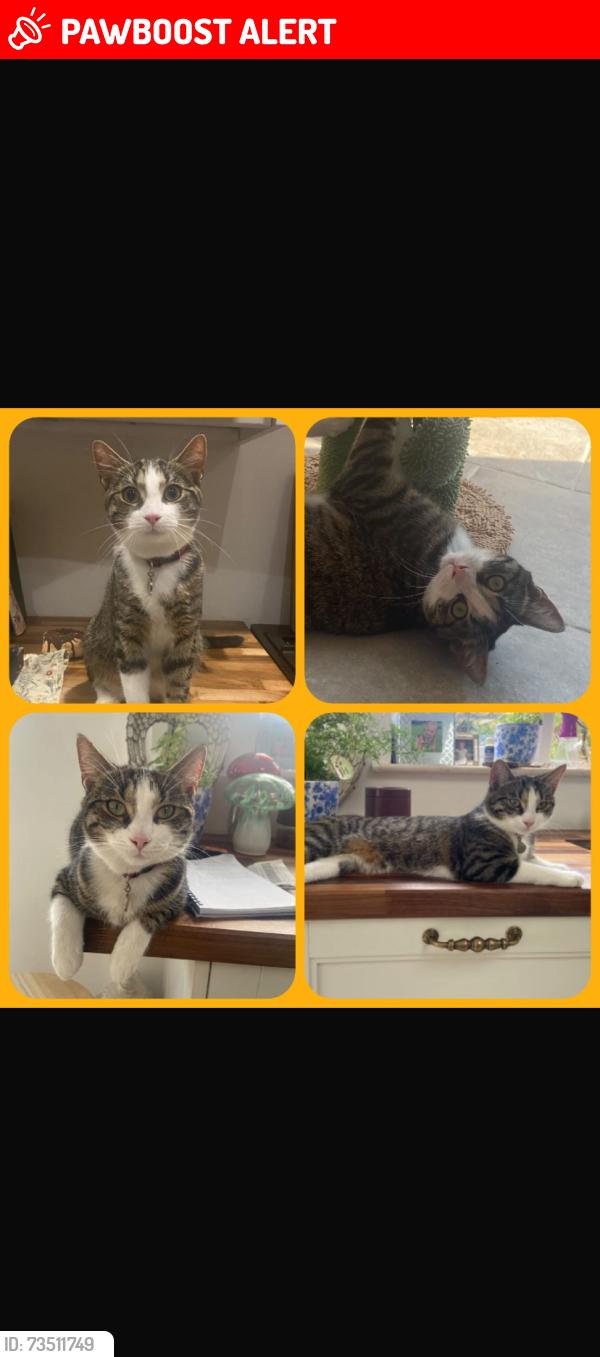 Lost Female Cat last seen Glebe Road, Farnborough, Hampshire, England GU14 8QS