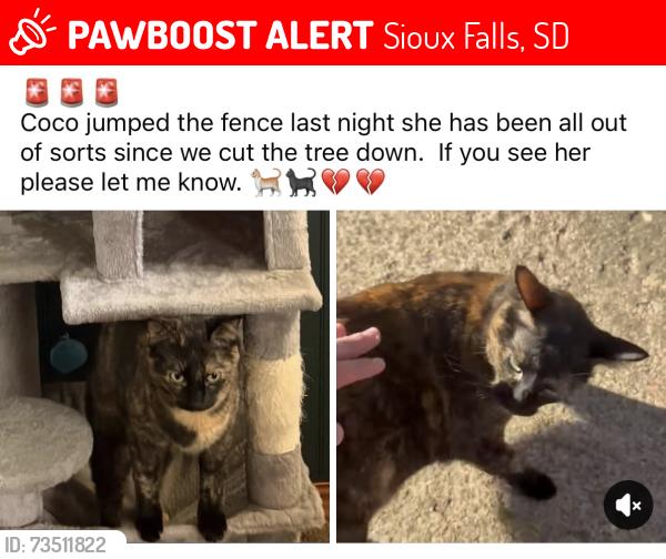 Lost Female Cat last seen 49th and Holbrook ave, Sioux Falls, SD 57106