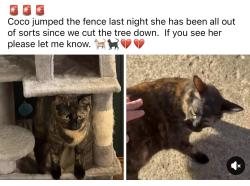 Lost Female Cat last seen 49th and Holbrook ave, Sioux Falls, SD 57106