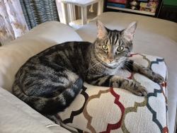 Lost Male Cat last seen Surrey Ln. and Harvest Moon Ct., St. Peters, MO 63304