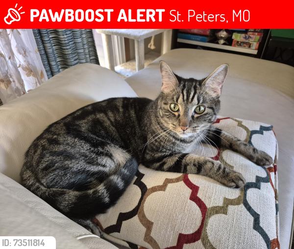 Lost Male Cat last seen Surrey Ln. and Harvest Moon Ct., St. Peters, MO 63304