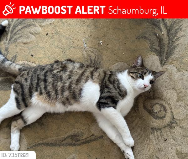 Lost Male Cat last seen Penview and Waltnut, Schaumburg, IL 60194