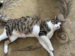 Lost Male Cat last seen Penview and Waltnut, Schaumburg, IL 60194