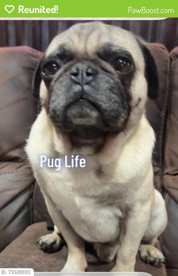 Reunited Male Dog last seen Third and Sage Street, Hesperia, CA 92345