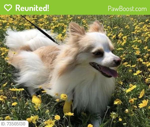 Reunited Female Dog last seen Ross Drive and S Overland Trail , Fort Collins, CO 80526, Fort Collins, CO 80526