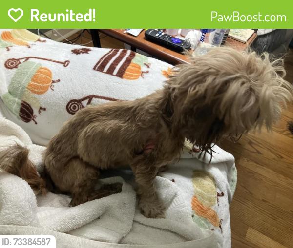 Reunited Female Dog last seen Auburn Park Road, Waynesville, NC 28786