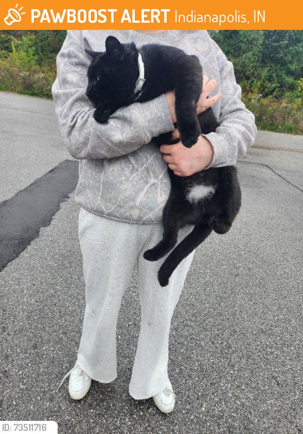 Found/Stray Male Cat last seen 30th & German Church Rd at Dollar Tree, Indianapolis, IN 46229