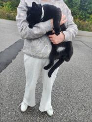 Found/Stray Male Cat last seen 30th & German Church Rd at Dollar Tree, Indianapolis, IN 46229
