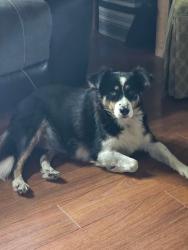 Lost Female Dog last seen Kansas and 5th st, Longton, KS 67352