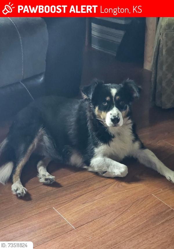 Lost Female Dog last seen Kansas and 5th st, Longton, KS 67352