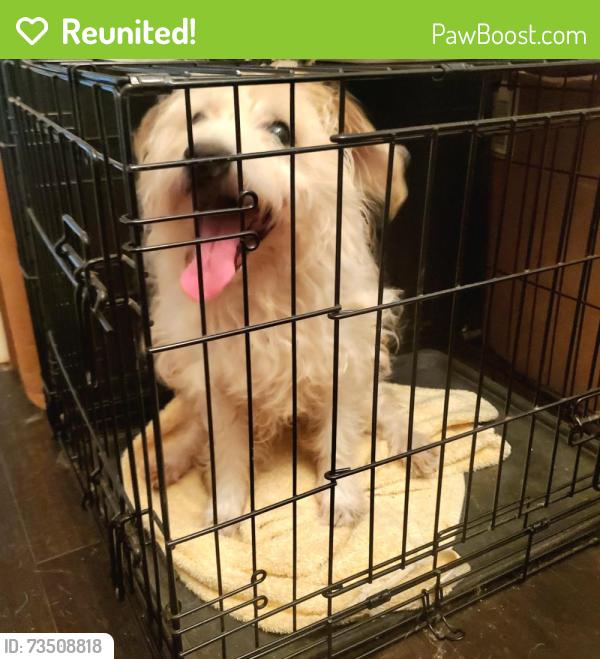 Reunited Male Dog last seen Fm529 at Sheffield ests, Houston, TX 77095