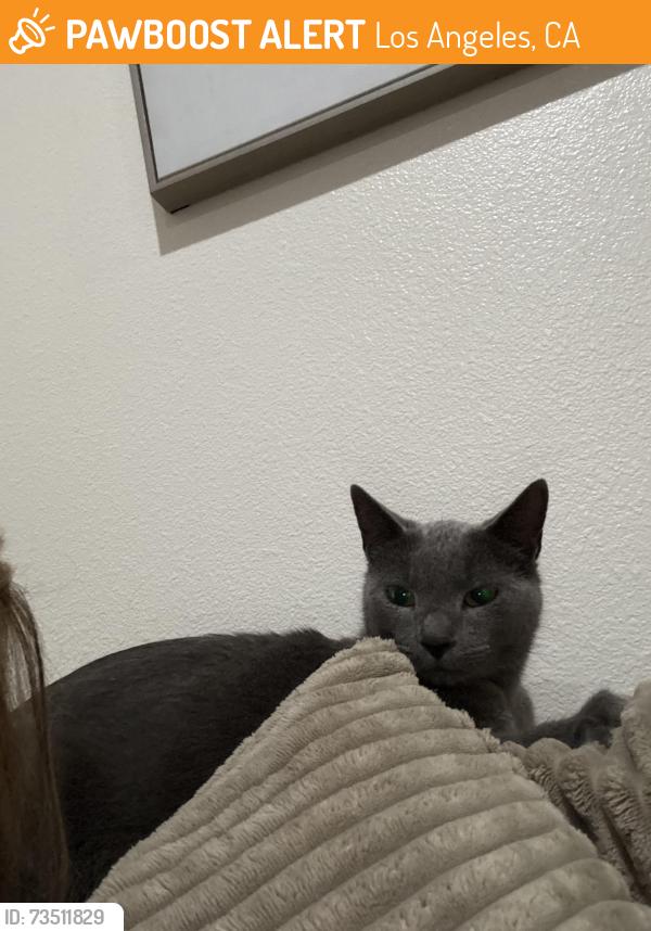 Found/Stray Male Cat last seen All gray, Los Angeles, CA 91316