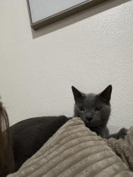 Found/Stray Male Cat last seen All gray, Los Angeles, CA 91316
