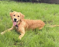 Reunited Female Dog last seen 39th between Hartford and Gary, Lubbock, TX 79413