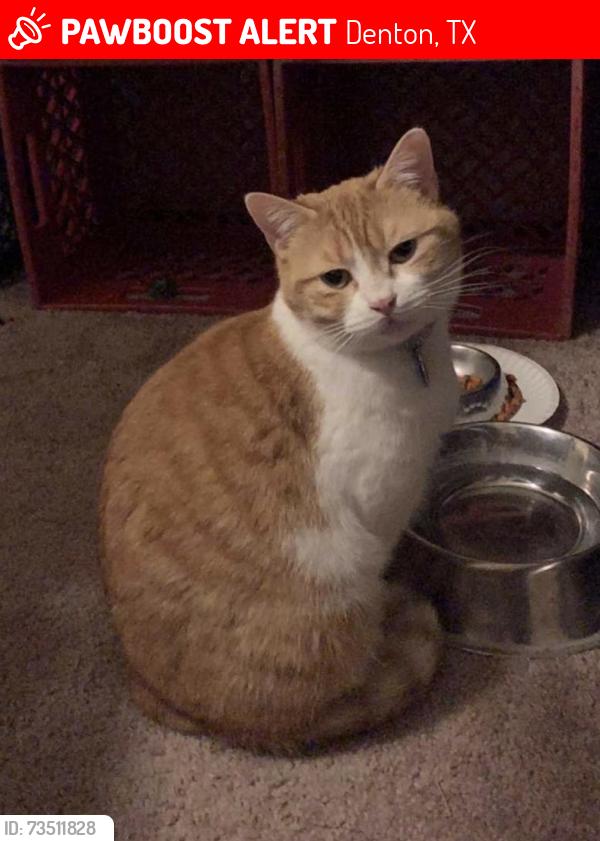 Lost Female Cat last seen Pecan Creek on Mckinney apmts, Denton, TX 76209
