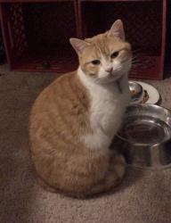 Lost Female Cat last seen Pecan Creek on Mckinney apmts, Denton, TX 76209
