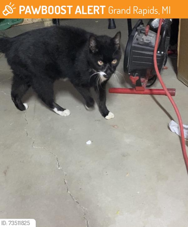 Found/Stray Unknown Cat last seen Boston Breton, Grand Rapids, MI 49506