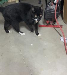 Found/Stray Unknown Cat last seen Boston Breton, Grand Rapids, MI 49506
